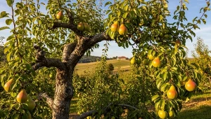 Najlepszy moment na pierwsze nawożenie gruszy przypada wczesną wiosną, zanim drzewo wejdzie w intensywny wzrost,