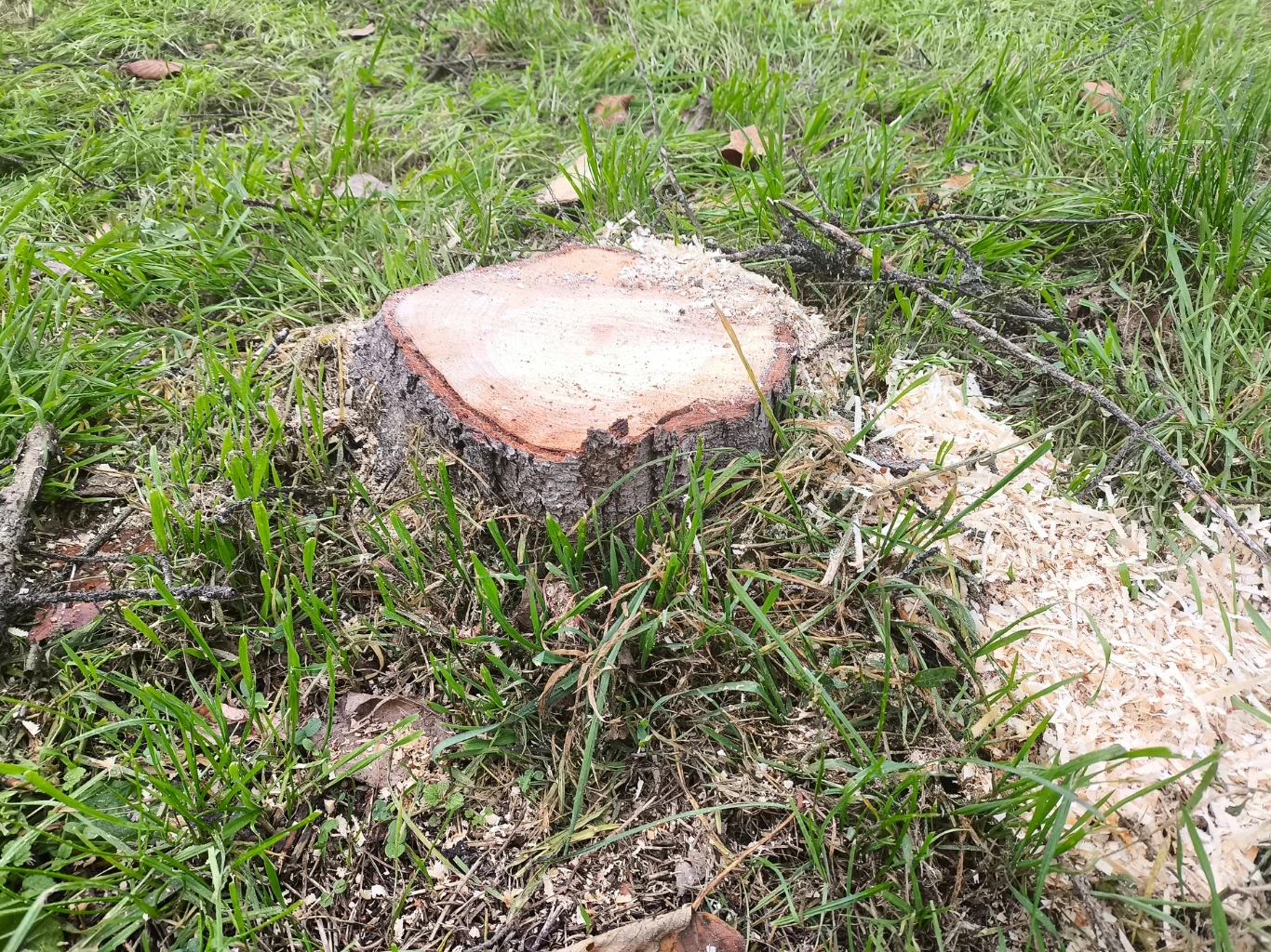 świeżo ścięty pień drzewa otoczony zieloną trawą oraz opiłkami drewna