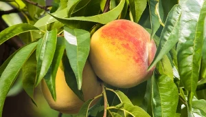 Chcesz mieć brzoskwinie nie do zdarcia? Przetrwają najsilniejsze mrozy