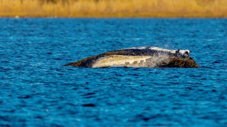 Wieloryb Timmy znów osiadł na mieliźnie. Ratownicy będą próbowali wypłukać spod niego piasek