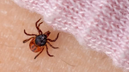 Jak odstraszyć kleszcze ubraniem? Nie da się, ale niektóre tkaniny i kolory zmniejszają ryzyko ataku szkodników