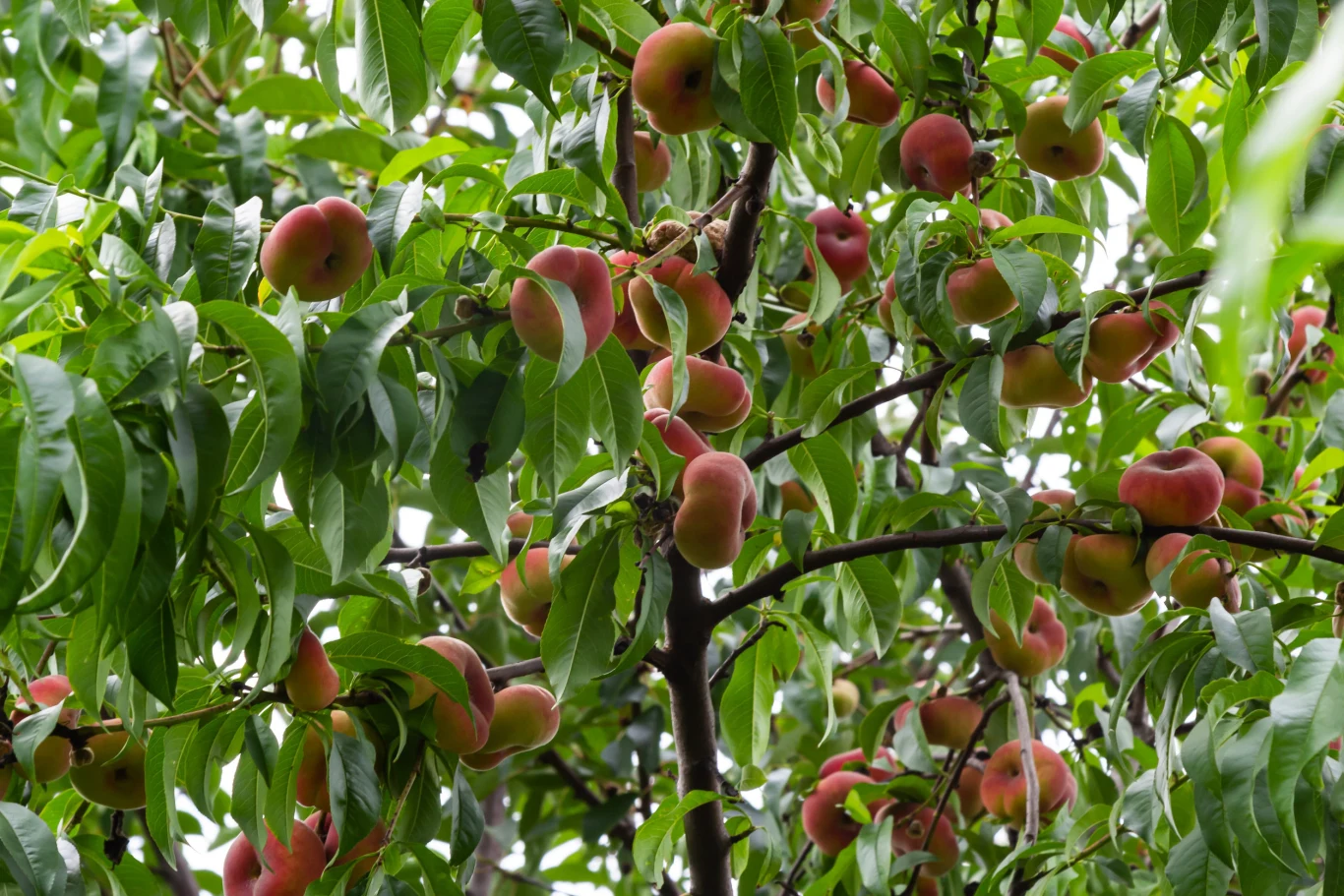 Soczyste, dojrzałe brzoskwinie o spłaszczonym kształcie wiszą na gałęziach pośród gęsto rozłożonych zielonych liści.