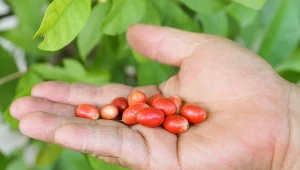 Niepozorne jagody mają niezwykłe działanie