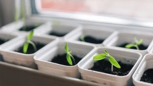 Sekretny składnik na wątłe sadzonki pomidorów. Ogrodnicy stosują go od lat