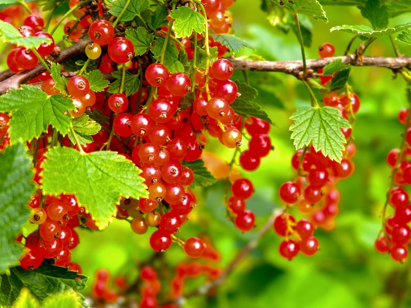 soczyste, dojrzałe czerwone porzeczki zwisające w gęstych gronach na tle zielonych liści i gałązek