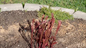 Wiosną warto pamiętać o nawożeniu piwonii.