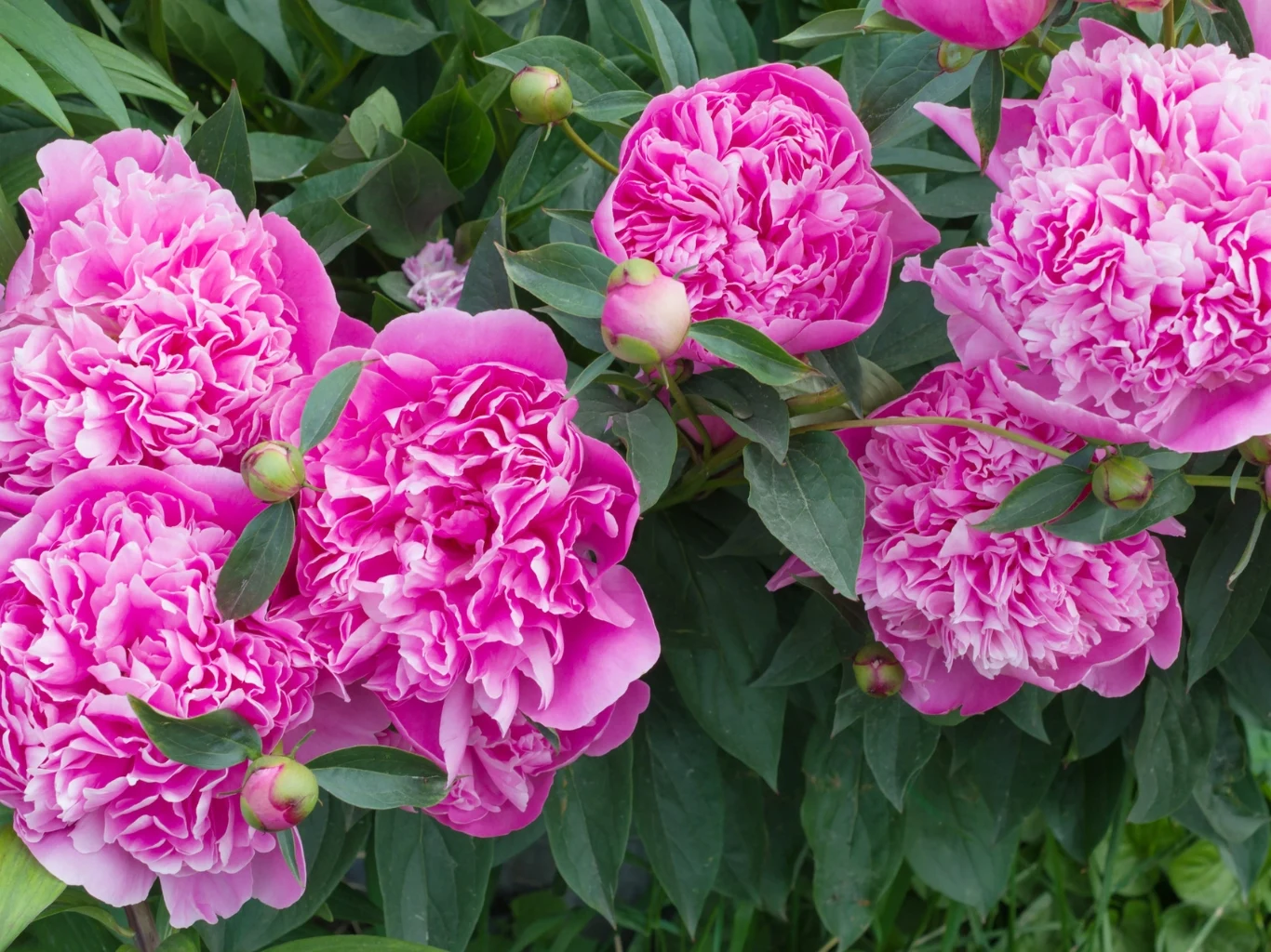 Kilka rozkwitłych, pełnych piwonii w intensywnym odcieniu różu otoczonych ciemnozielonymi liśćmi, z widocznymi licznymi pąkami przygotowanymi do kwitnienia.