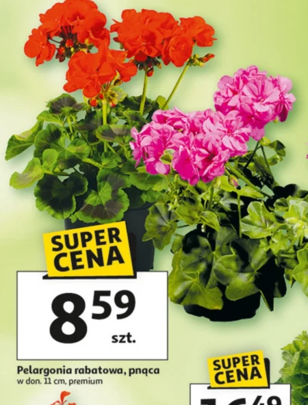 Пеларгонія