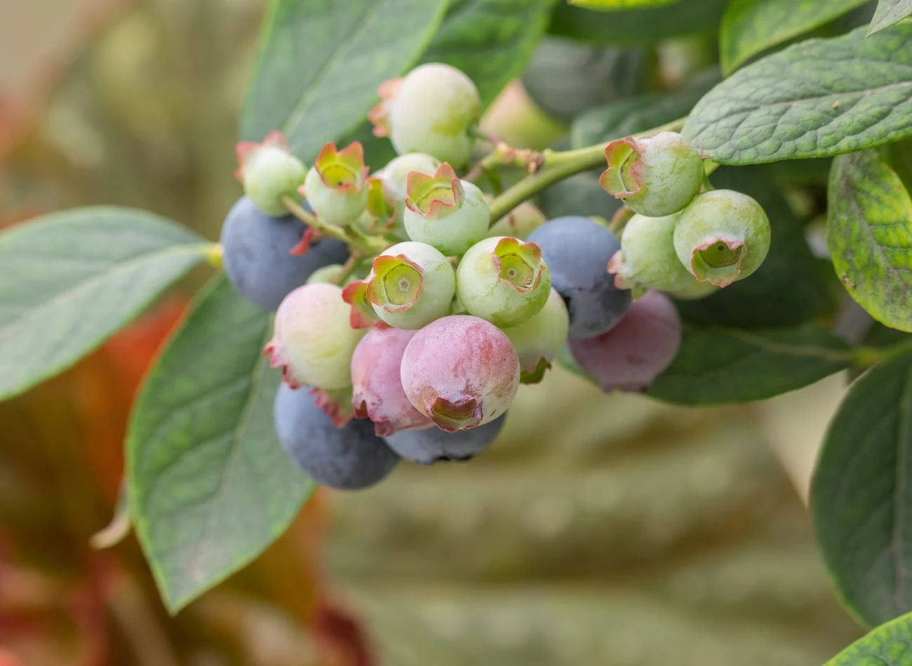 grono jagód borówki o różnych stopniach dojrzałości na tle zielonych liści, owoce w odcieniach zieleni, różu i fioletu