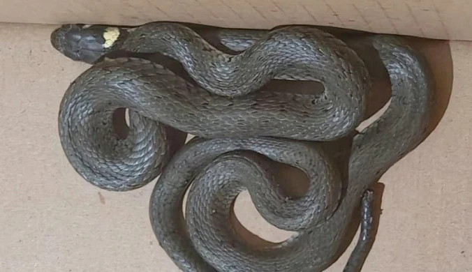 W garażu jednego z apartamentowców w Gdańsku znaleziono metrowego zaskrońca