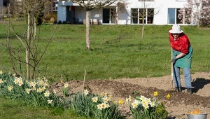 Co siać i sadzić pod koniec kwietnia? Lista warzyw odpornych na chłody