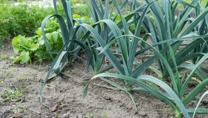 W tym sezonie pory będą wyjątkowo dorodne. Prosty trik na dużą białą część