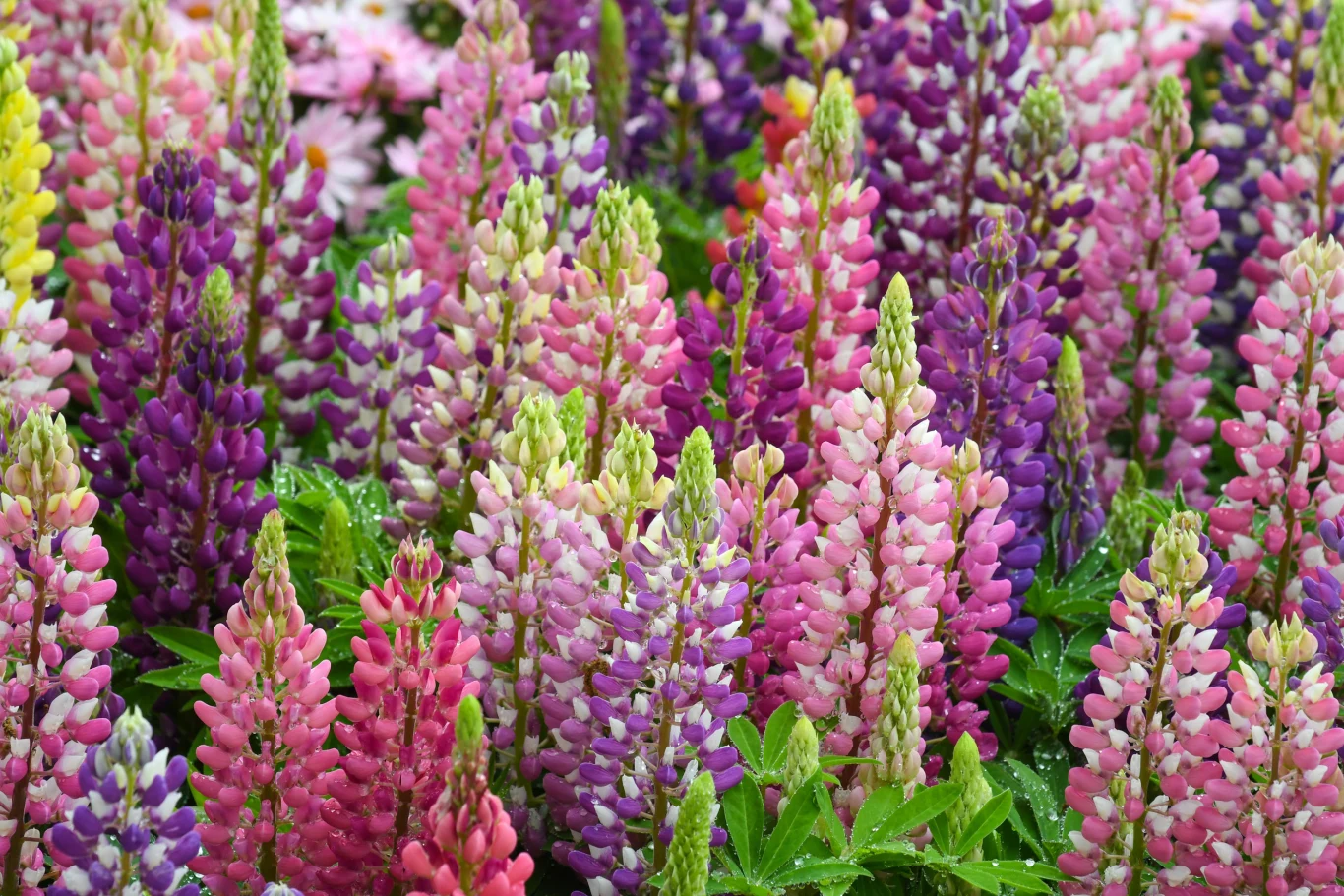 kolorowe kwiaty łubinu o różnych odcieniach różu, fioletu, żółci i bieli, gęsto rosnące obok siebie, otoczone zielonymi liśćmi i pokryte kroplami wody
