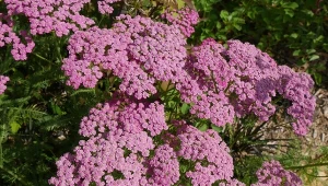 Zakwitnie bez kropli wody. Łatwiejsze w uprawie niż stokrotki i leczy