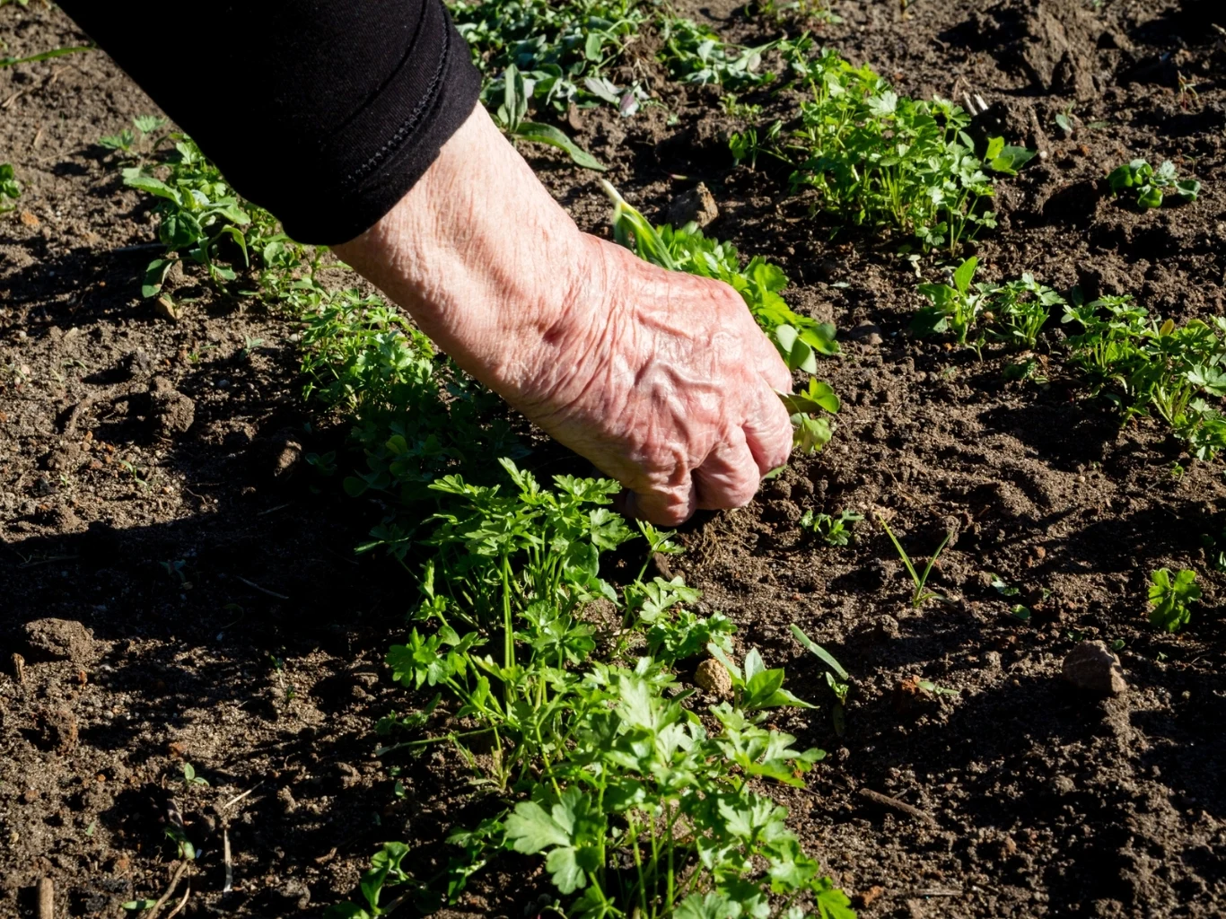 dłoń osoby pielącej grządki, wyrywająca chwasty spośród zielonych roślin na wilgotnej ziemi