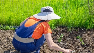 Co siać i sadzić pod koniec kwietnia? Lista warzyw odpornych na chłody