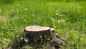 Nawierć, nałóż i cierpliwie poczekaj. Po pniu nie zostanie ślad