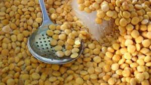 Jakie właściwości zdrowotne ma łubin?