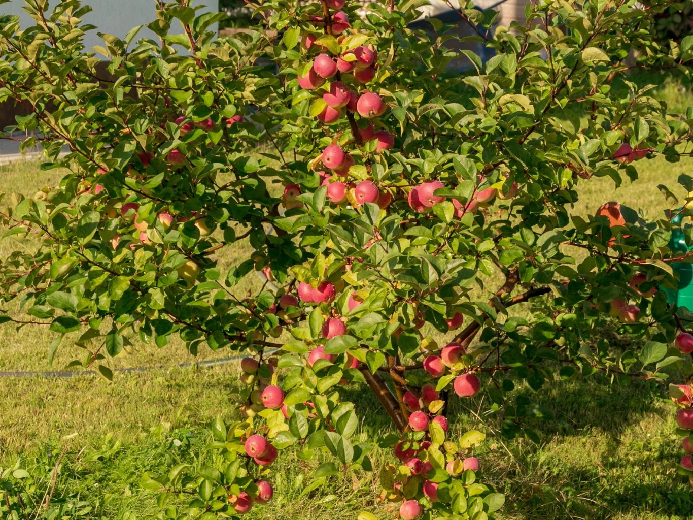 Niska jabłoń obficie obsypany dojrzałymi, czerwonymi jabłkami na tle zielonej trawy i liści.