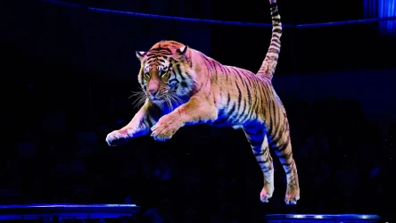 Szokujące wideo z Rosji pokazuje, jak podczas wystąpienia w cyrku spada siatka zabezpieczająca i na widownię rusza tygrys