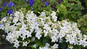 Działa lepiej niż spray na komary. Posadzisz i masz spokój