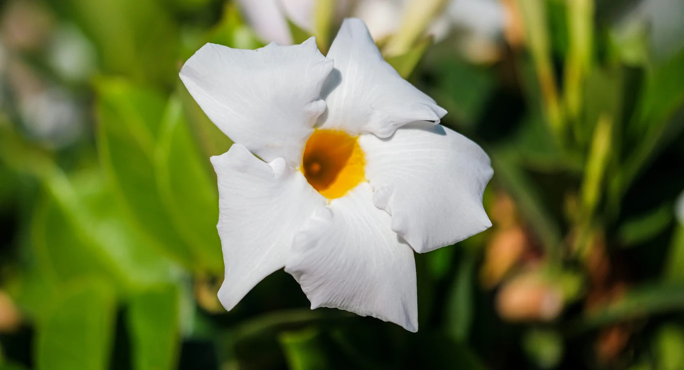 biały kwiat z lekko pofalowanymi płatkami i żółtym środkiem na tle zielonych liści