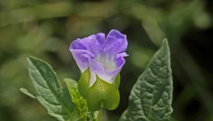 Odstrasza komary i muchy. Kwiaty zachwycają egzotycznym pięknem