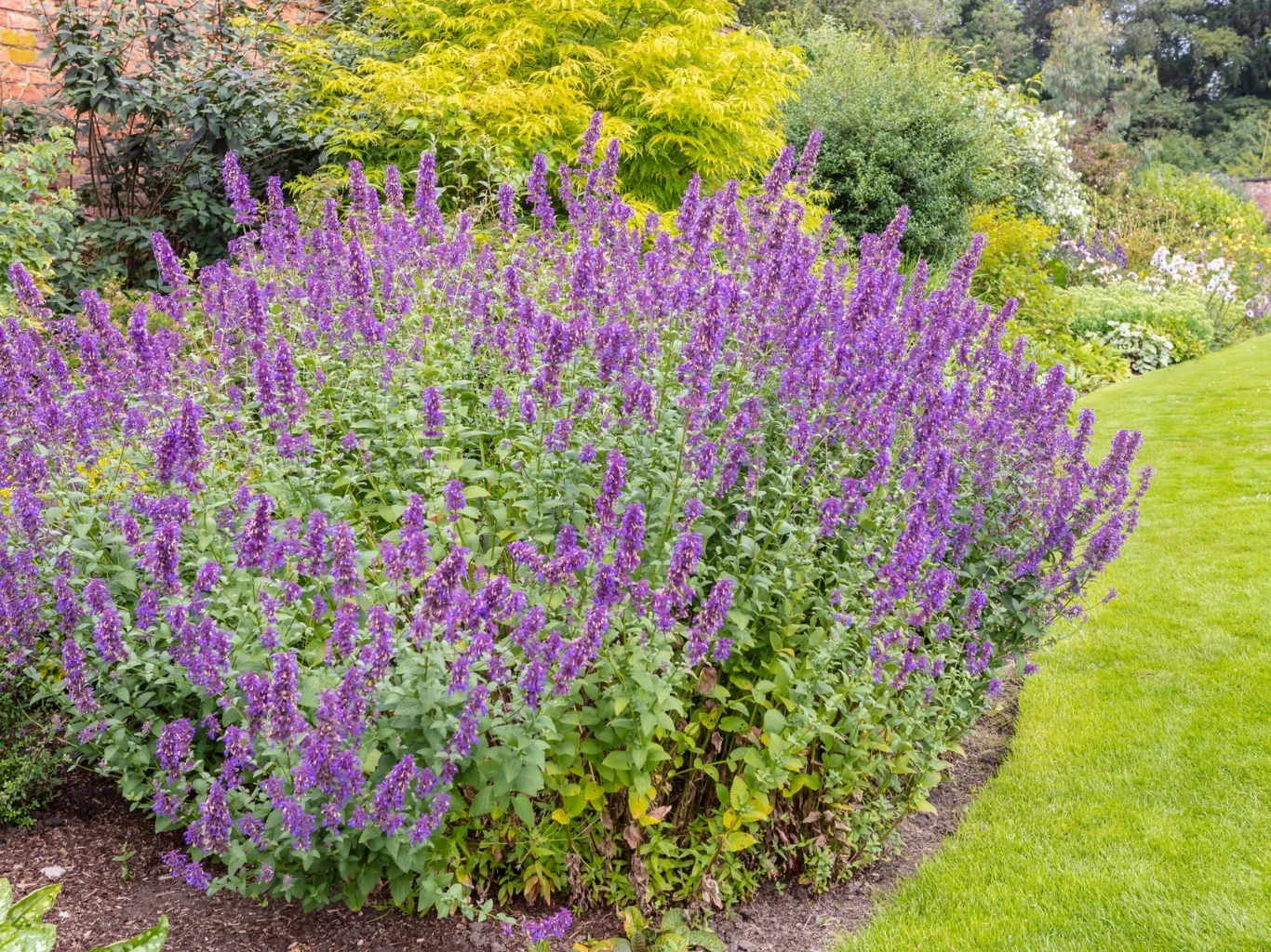 gęsty krzew kocimiętki z licznymi fioletowymi kwiatami otoczony zielonym trawnikiem i bujną roślinnością w tle