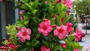 Najpiękniejsze pnącze na słońce. Kwitnie tak gęsto, że nie widać liści