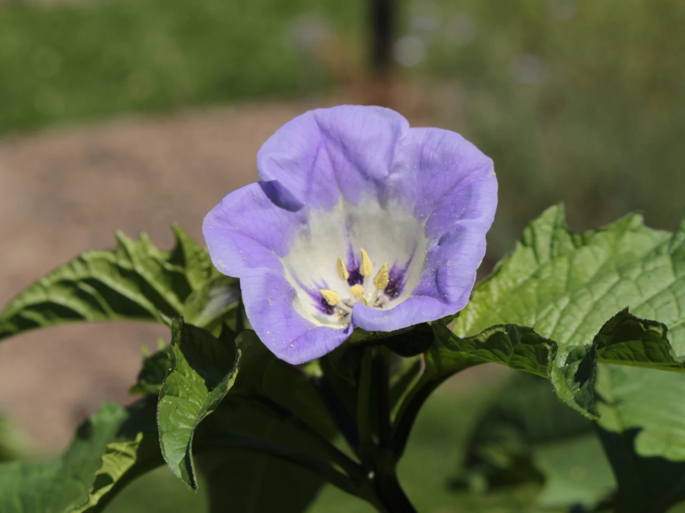 Fioletowy kwiat nikandry miechunkowej o lejkowatym kształcie z jasnym środkiem wyrastający ponad ciemnozielonymi, ząbkowanymi liśćmi, w letnim, naturalnym otoczeniu