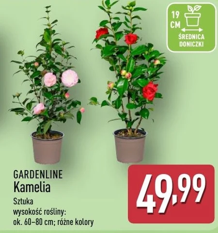 Камелія Gardenline
