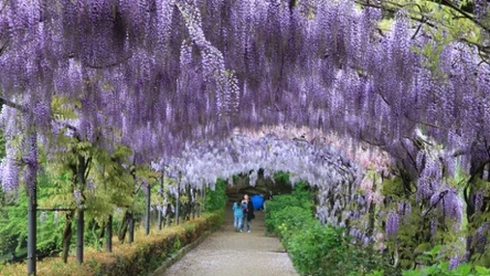Ten ogród ściąga turystów z całej Europy. Teraz możesz zobaczyć wyjątkową atrakcję