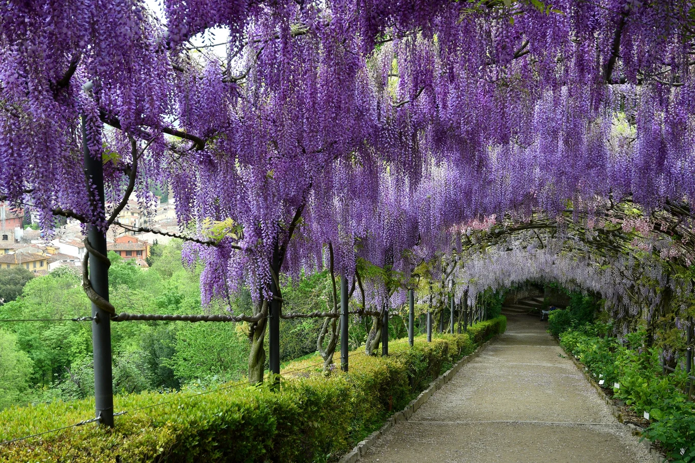 aleja porośnięta gęstymi, zwisającymi kwiatami wisterii w odcieniach fioletu, tworzącymi tunel nad żwirową ścieżką otoczoną żywopłotami i zielenią