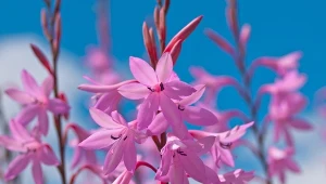 Gaura będzie ozdobą każdego ogrodu 