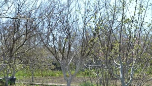 Syp porządnie pod jabłonie. Owoców bez robaków będziesz zbierać kosze