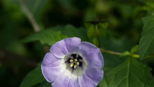 Wygląda jak rajski dzwonek. Posadź, bo działa jak tarcza na komary i muchy