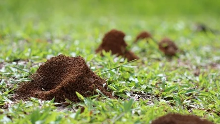 Mrówki w ogrodzie - jak się ich pozbyć?
