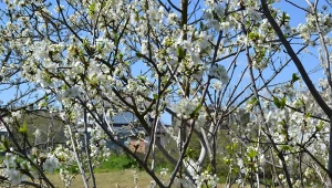 Założenie rabaty pod jabłonią to świetny sposób na zdrowsze drzewo i mniejszą ilość pracy przy pieleniu czy nawożeniu.