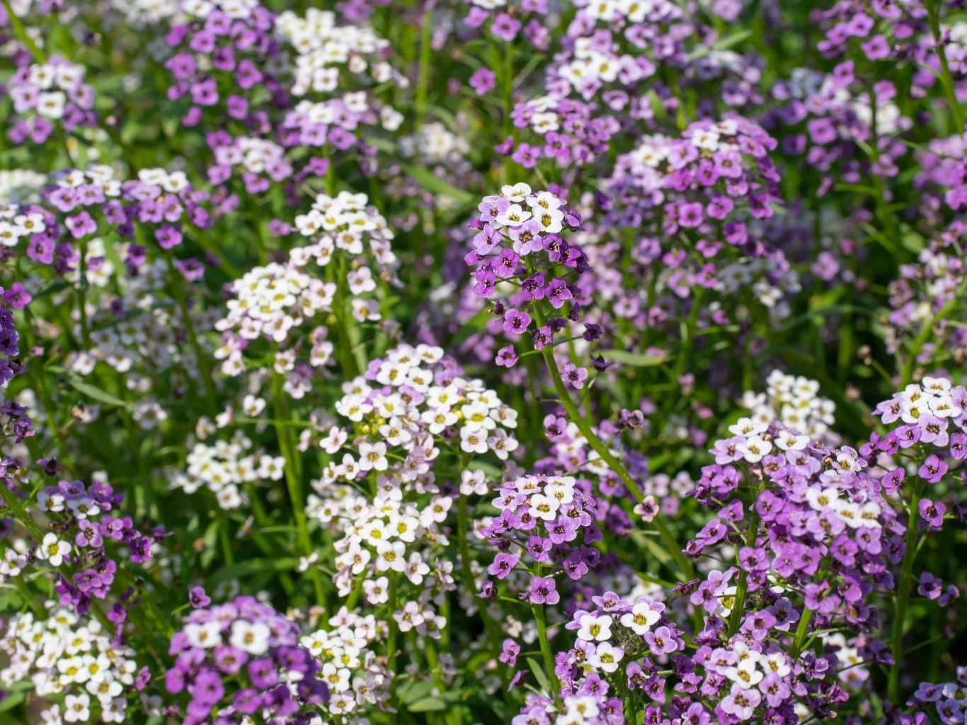 gęsta kępa drobnych kwiatów w odcieniach bieli i fioletu, otoczona zielonymi łodygami i liśćmi