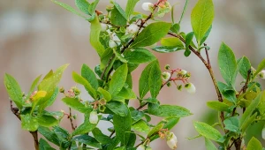 Czym podlewać borówkę amerykańską na wiosnę? Zwykła woda może je osłabiać.