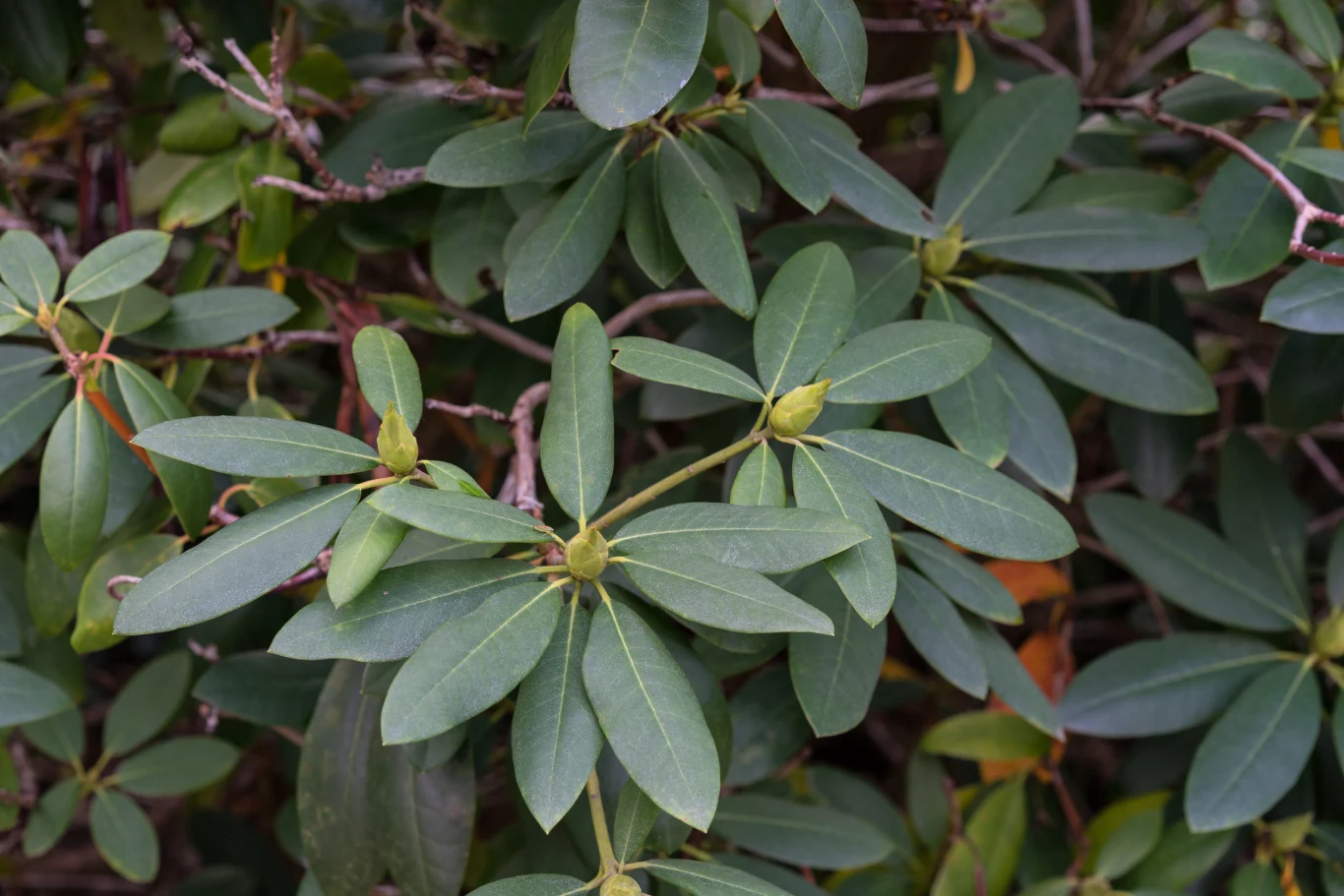 gęste, zielone liście rośliny o wydłużonym kształcie, z wyraźnie zaznaczonymi pąkami kwiatowymi umieszczonymi na końcach pędów