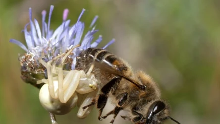 Pszczoły miodne kojarzą się nam wyłącznie z tym, co pożyteczne. Nie zawsze tak jest