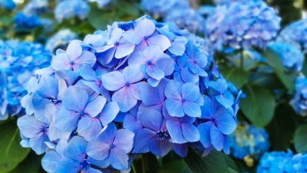 Czym zakwaszać glebę pod hortensje? 