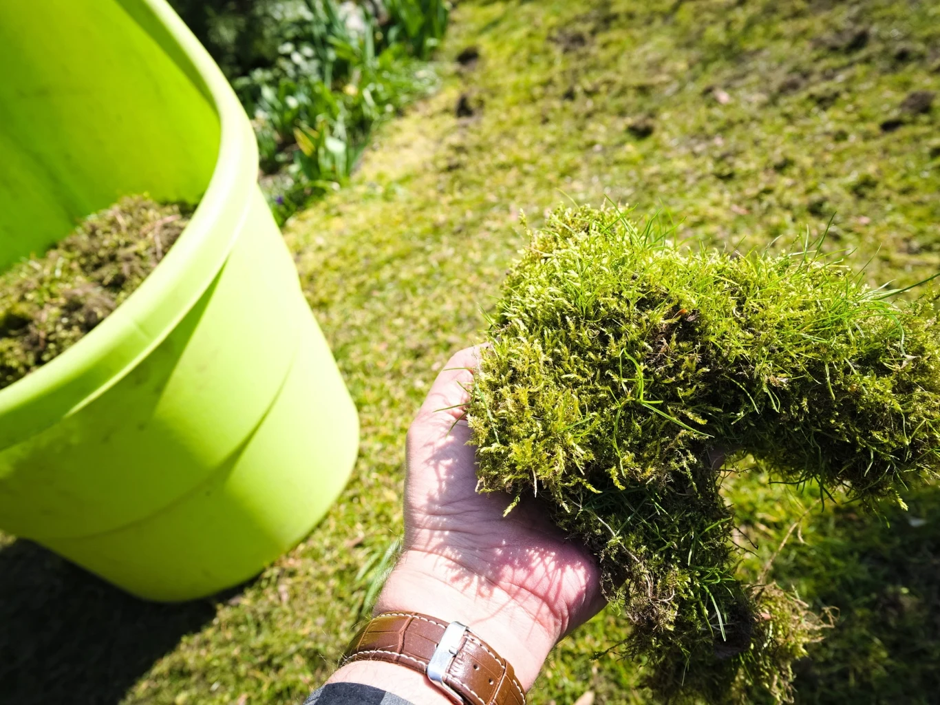 dłoń trzymająca dużą kępę wilgotnego mchu nad trawnikiem, w tle jasny plastikowy pojemnik ustawiony na ziemi
