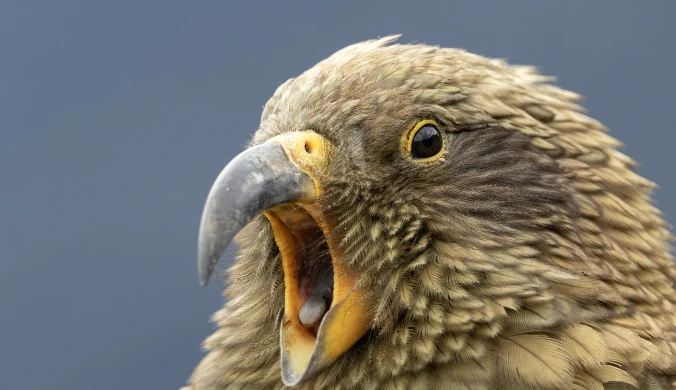 Kea to papugi żyjące w Nowej Zelandii