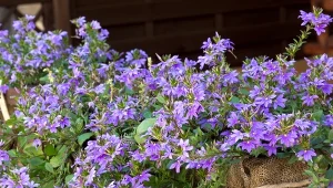 Scewola tworzy efektowne, kaskadowe pędy obsypane wachlarzykowatymi kwiatami. 