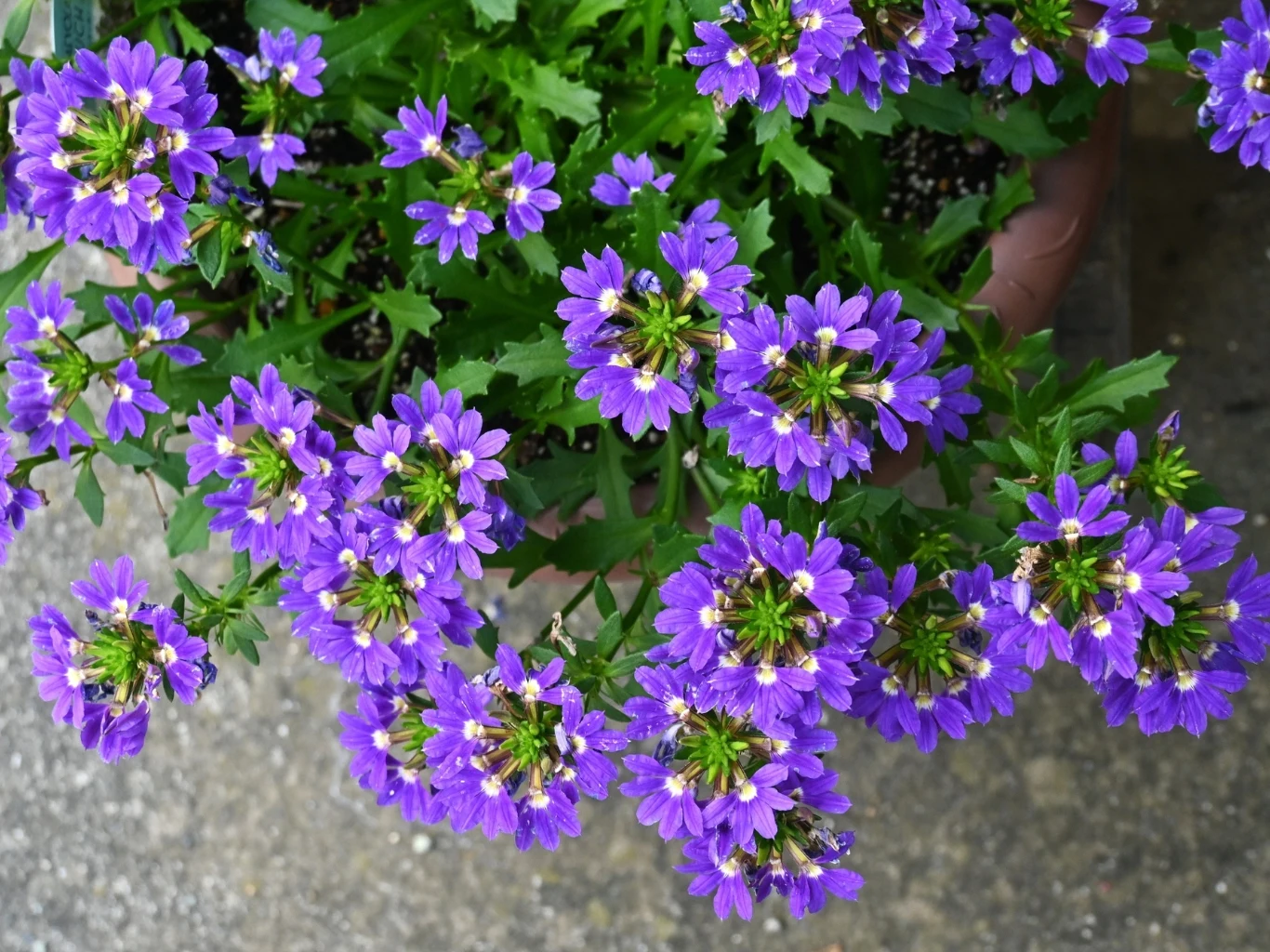 fioletowe kwiaty skabiozy rozłożone na tle zielonych liści w donicy, z widocznym betonowym podłożem wokół rośliny