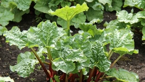 Jak pielęgnować i zbierać rabarbar? Poznaj najważniejsze zasady.