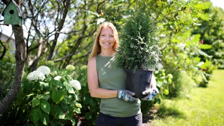 Ludowe przesądy na maj polecają, by unikać prac w ogrodzie. Zwłaszcza sadzenie iglaków może sprowadzić kłopoty. 