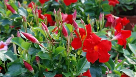 Nowy hit balkonów. Długo kwitnie i elegancko wygląda. 